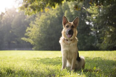 Genç purebreed alsatian köpek parkı