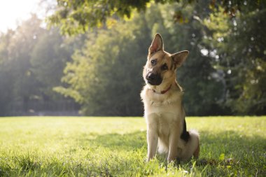 Genç purebreed alsatian köpek parkı