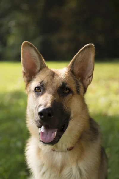 Jovem raça pura cão alsaciano no parque — Fotografia de Stock