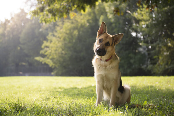 Young purebreed alsatian dog in park Stock Picture