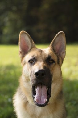 Genç purebreed alsatian köpek parkı