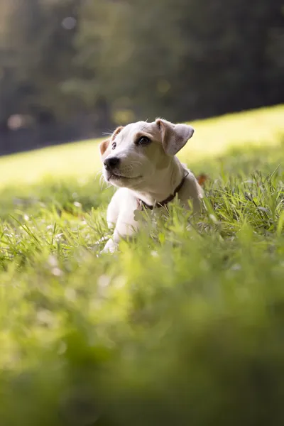 Young white jack russell on grass in park — Stock Photo, Image