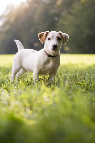 Jonge Wit jack russell op gras in park — Stockfoto