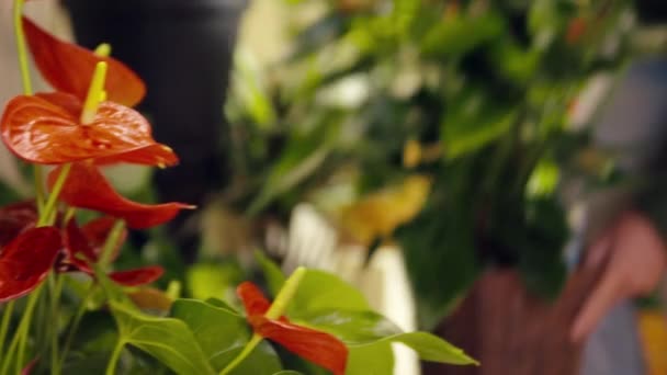 Kvinna som arbetar i blomsteraffär ordna växter och krukor — Stockvideo