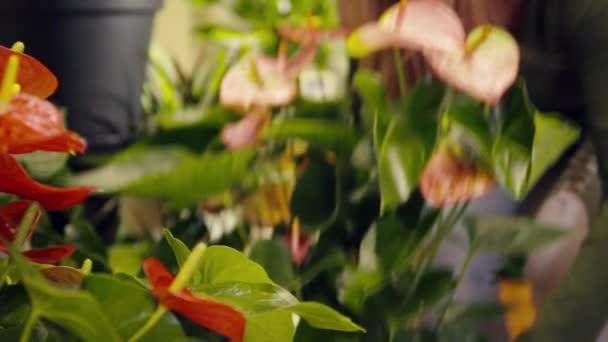 Portrait of woman in flower shop arranging plant — Stock Video