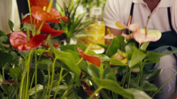 Portrait of man in flower shop arranging plant — Stock Video