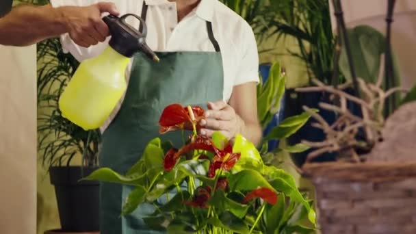 Человек, работающий в цветочном магазине распылитель растений и горшки — стоковое видео