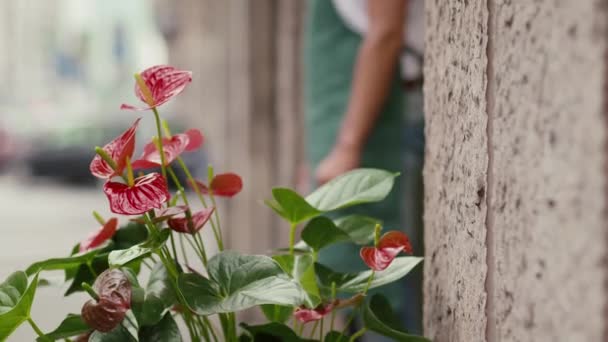 Porträt eines Mannes, der als Florist im Blumenladen arbeitet — Stockvideo