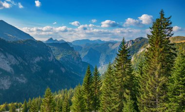 Çam ağaçları ve kayalık dağ tepeleriyle dağların manzarası