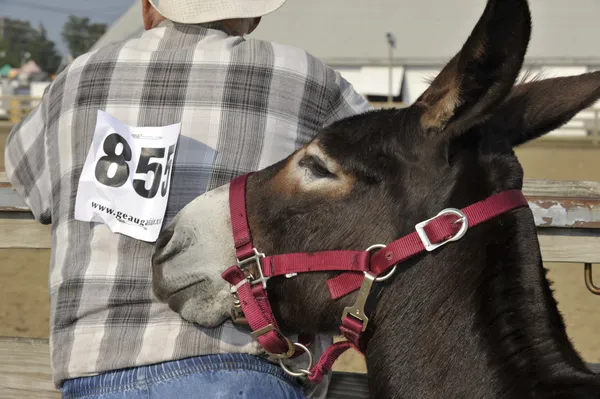 Donkey — Stock Photo, Image