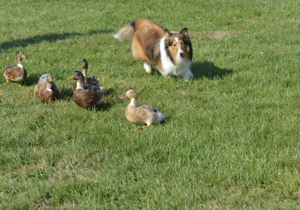 köpek eğlenceli bir gün