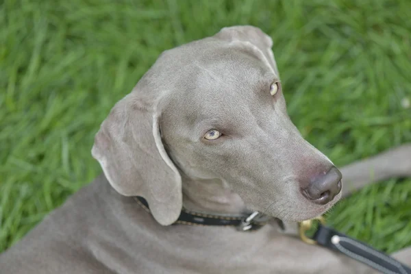 Spaßtage für Hunde — Stockfoto