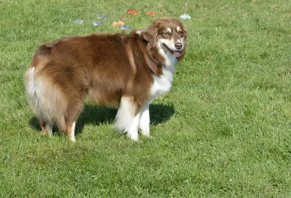 Dias de diversão canina — Fotografia de Stock