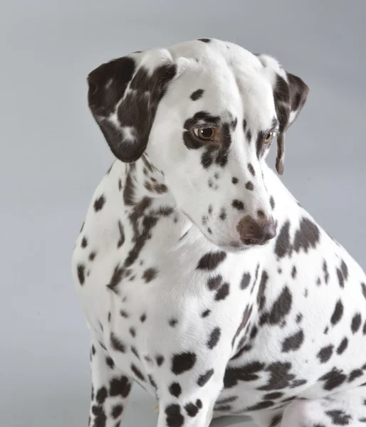 Hond Dalmatische — Stockfoto