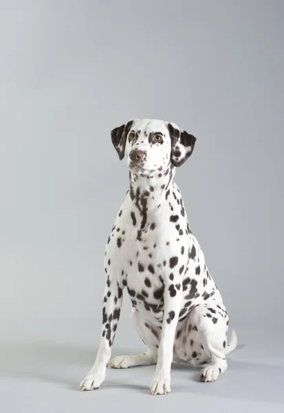 Hund Dalmatiner — Stockfoto