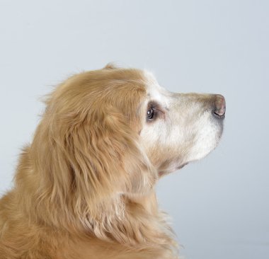 köpek golden retriever