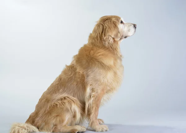 Perro golden retriever —  Fotos de Stock