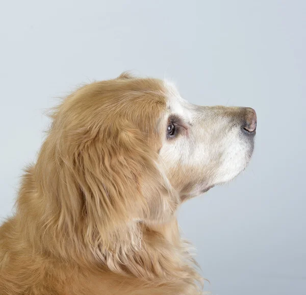 Cão golden retriever — Fotografia de Stock