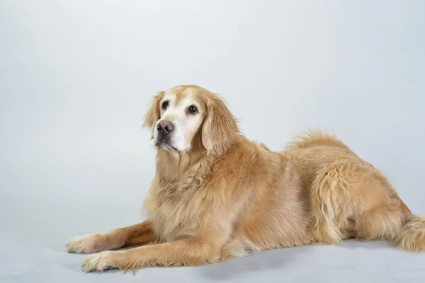 Cane golden retriever — Foto Stock