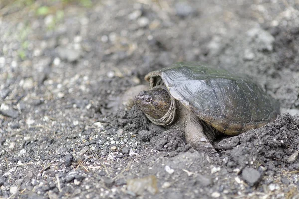 Полосатая черепаха — стоковое фото