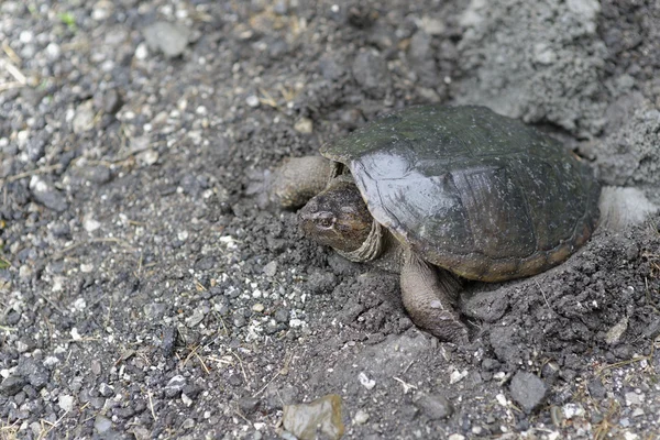 Art af skildpadde - Stock-foto