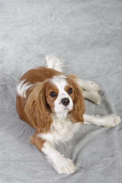 Cão spaniel — Fotografia de Stock