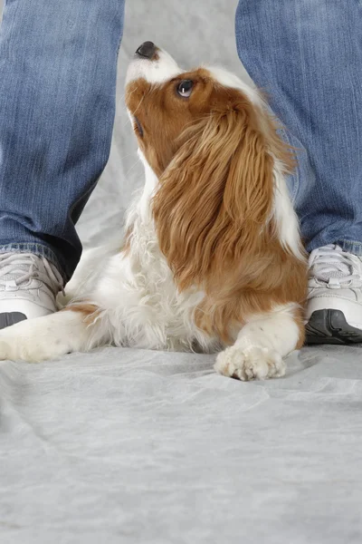 Cão spaniel — Fotografia de Stock