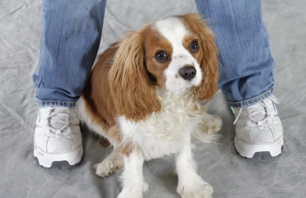 Cão spaniel — Fotografia de Stock