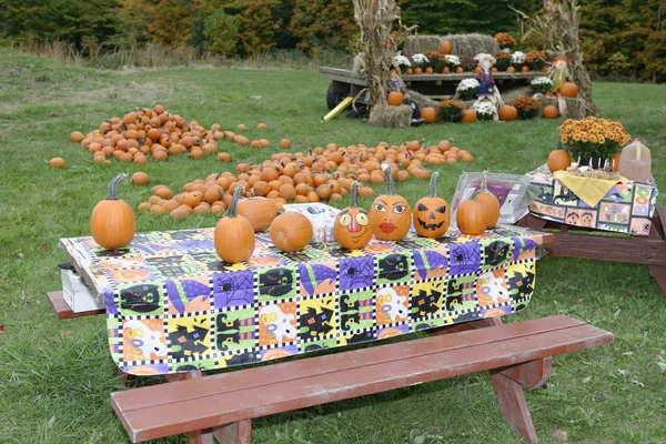 Festa della zucca — Foto Stock