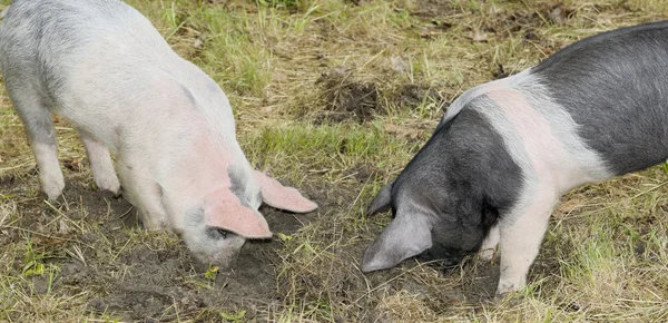 Pigs — Stock Photo, Image