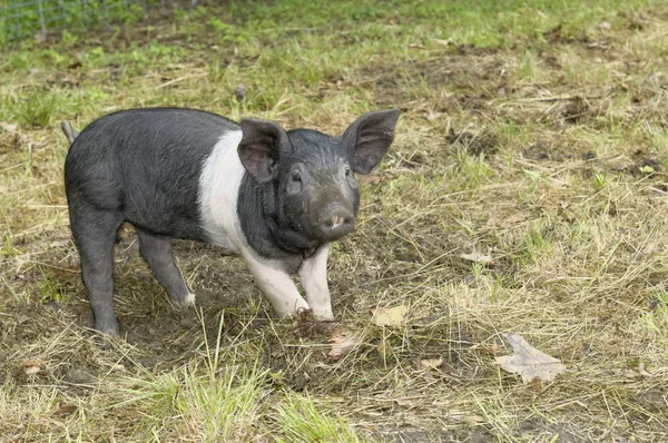 Pigs — Stock Photo, Image