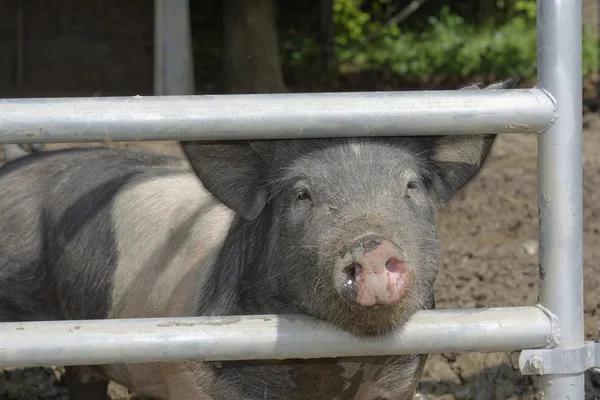 Schweine — Stockfoto