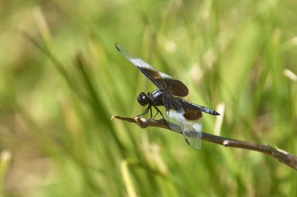 Libellule Sur Branche Écartant Les Ailes Pour Sécher Partir Moisissure — Photo