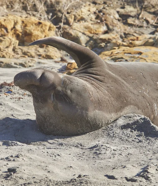 Elefante Del Norte Foca Descansando Playa — Foto de Stock