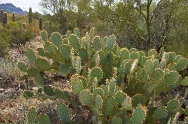 Plains Prickly Pear in Southwest, ABD (Opuntia poliyacantha)