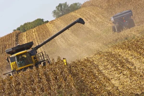 Ladang jagung Iowa — Stok Foto
