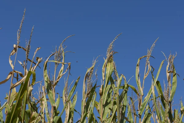 Iowa campi di grano — Foto Stock