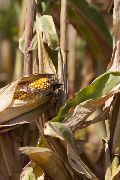 Iowa sädesfälten — Stockfoto