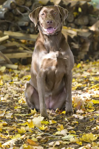 Cão de caça — Fotografia de Stock