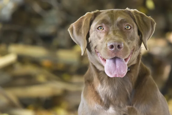 Perro de caza — Foto de Stock