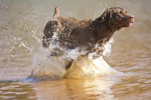 Hunting Dog — Stock Photo, Image