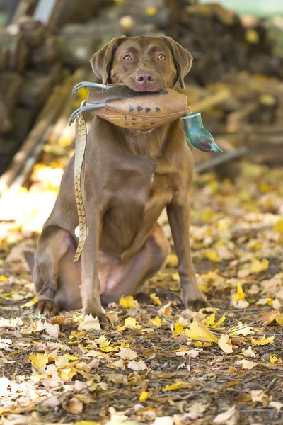 Cane da caccia — Foto Stock
