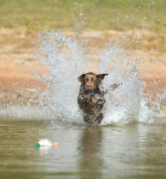 Cane da caccia — Foto Stock