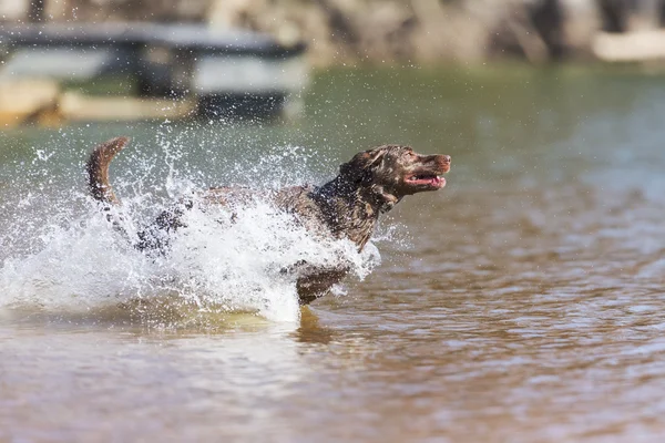 Jagdhund — Stockfoto