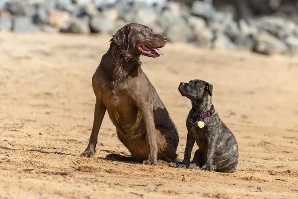 Cani da caccia — Foto Stock