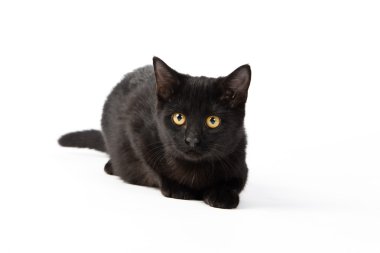 sevimli siyah yavru kedi