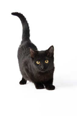 sevimli siyah yavru kedi