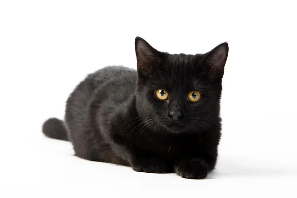 Симпатичный чёрный котёнок — стоковое фото