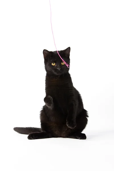 Симпатичный чёрный котёнок — стоковое фото