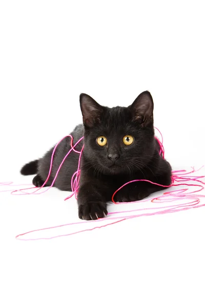 Χαριτωμένο μαύρο γατάκι — Φωτογραφία Αρχείου